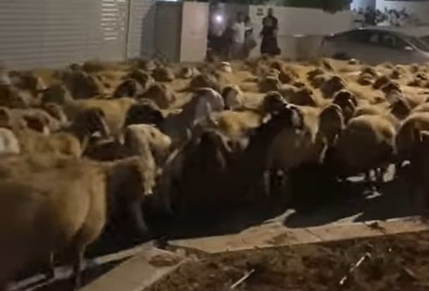 צפו: עדר כבשים ביישוב כרמית